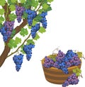 Grapevine branch with green leaves, blue bunch and basket of grapes Royalty Free Stock Photo